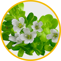 WealthGenix ingredients 